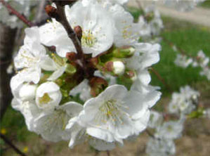 Flower of an apple tree