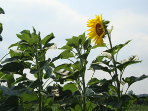 Sunflowers on the farm.